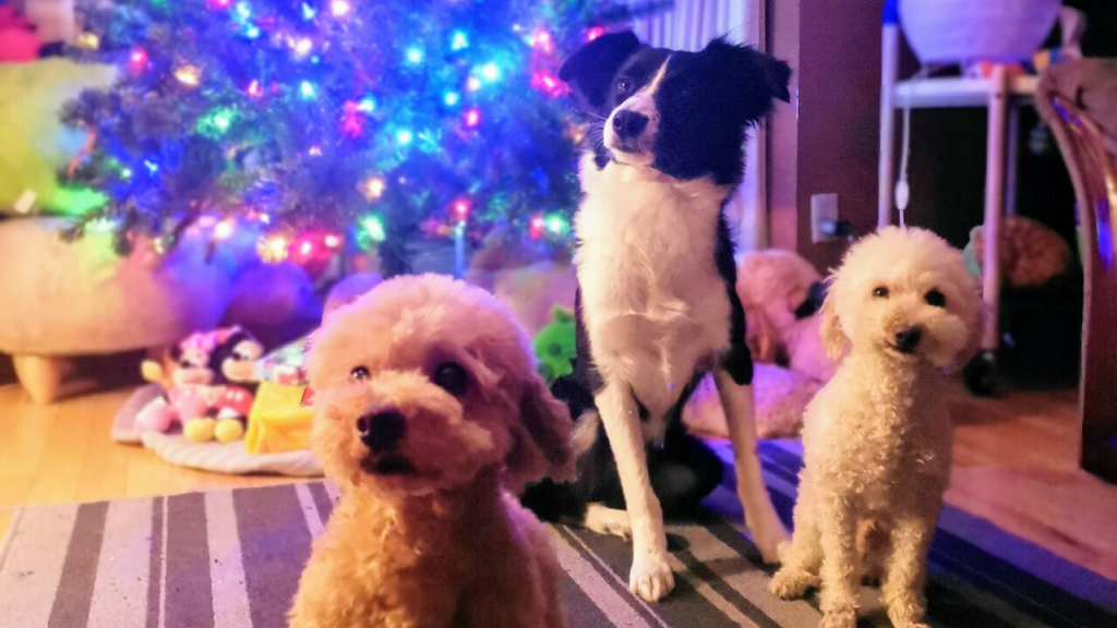 Cathys Dog daycare & Boarding | 3275 88 St SE, Calgary, AB T1X 0L5, Canada | Phone: (587) 889-3164