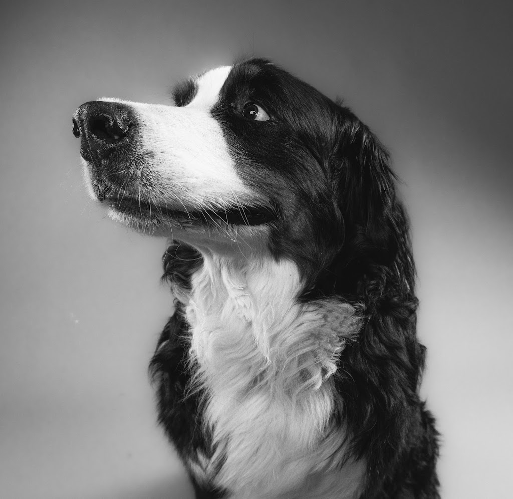 Oh, For the Love of Dog Studio | 3749 Donnelly Dr, Kemptville, ON K0G 1J0, Canada | Phone: (613) 889-0157