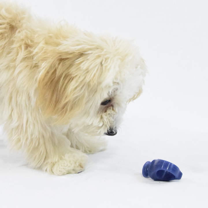 PawReady | 2189 King Rd, King City, ON L7B 1G3, Canada | Phone: (905) 833-0694