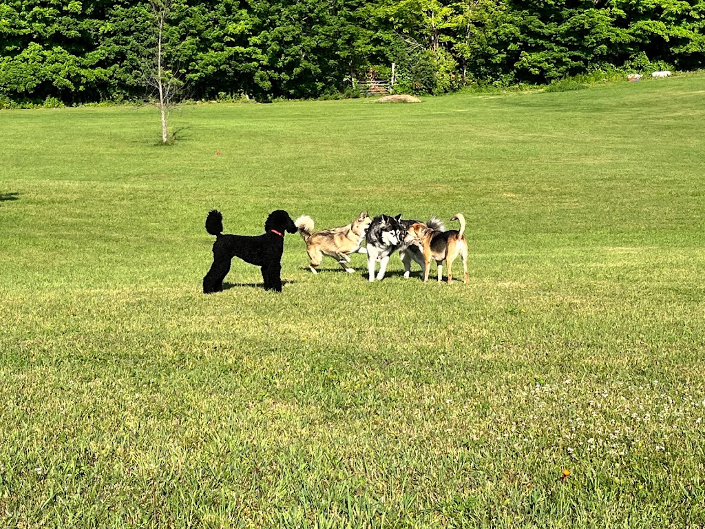 Dream Acres Pet Resort | 355 Bowland Rd, Clayton, ON K0A 1P0, Canada | Phone: (613) 256-0687