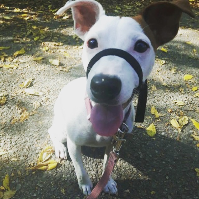 Smith Canine Academy | 82 Woodlawn Rd W, Guelph, ON N1H 1B2, Canada | Phone: (519) 240-4497