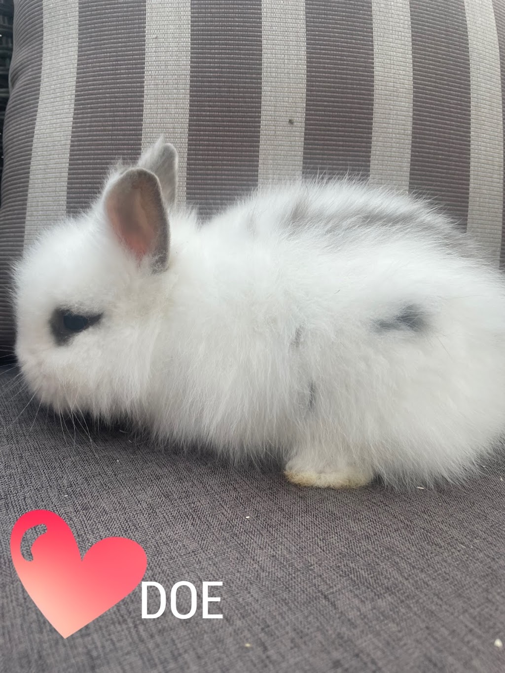 Cottonfluff Rabbitry | 641 QC-220, Bonsecours, QC J0E 1H0, Canada | Phone: (819) 678-7504