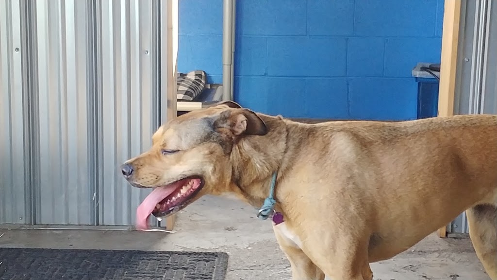 Cairdeas Kennel | 1245 Township Rd 352, Red Deer County, AB T4G 0H7, Canada | Phone: (403) 550-7512
