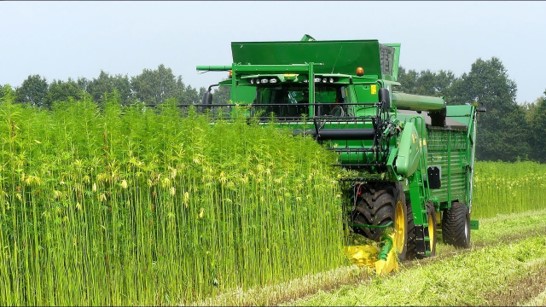 Modern Hemp Innovation | 4269 NB-115, Saint-Antoine, NB E4V AZ4, Canada | Phone: (506) 229-5011