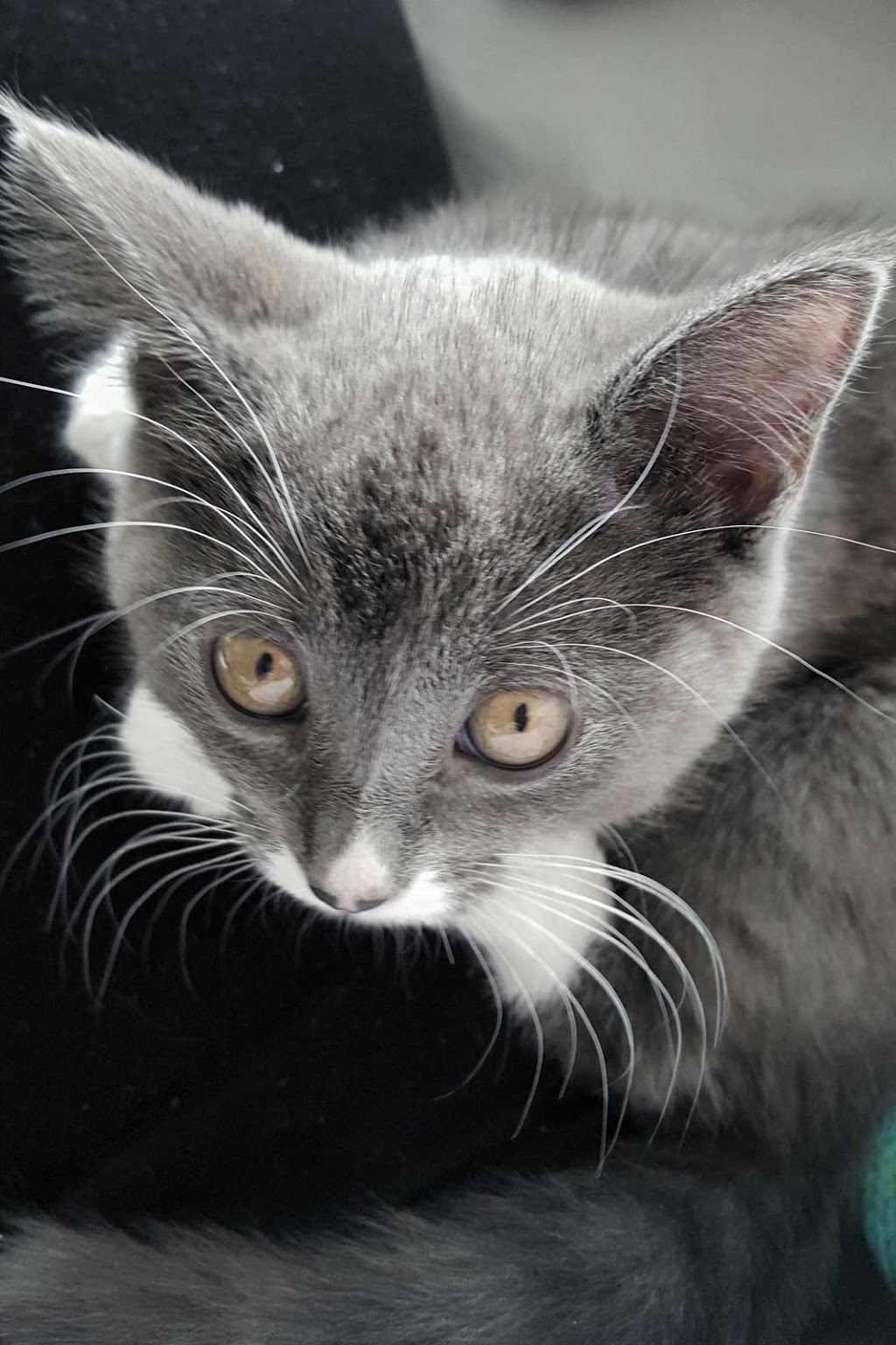 Harbourfront Animal Hospital | 370 Queens Quay W, Toronto, ON M5V 3J3, Canada | Phone: (416) 597-9494