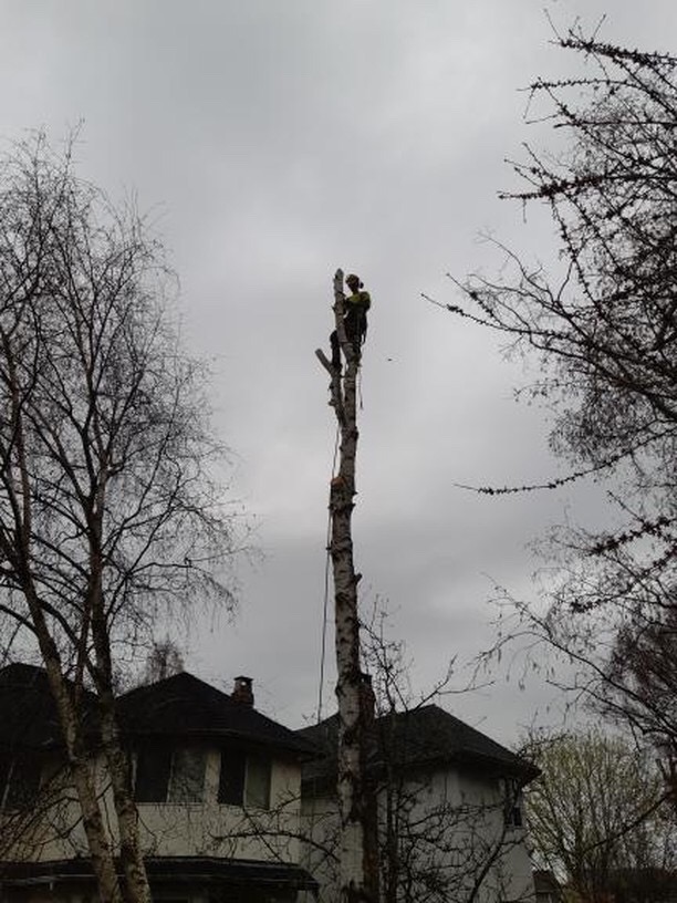 Martens Tree Service | 1688 Pullman Porter St, Vancouver, BC V6A 0H2, Canada | Phone: (604) 499-2652