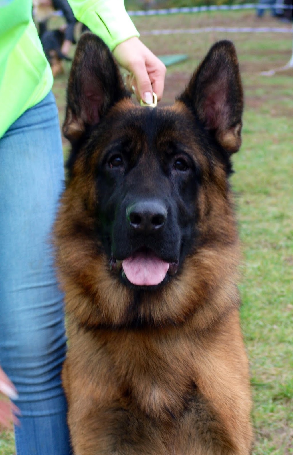 Carissima Kennels | 2829 Concession Rd 5, Loretto, ON L0G 1L0, Canada | Phone: (519) 940-5049