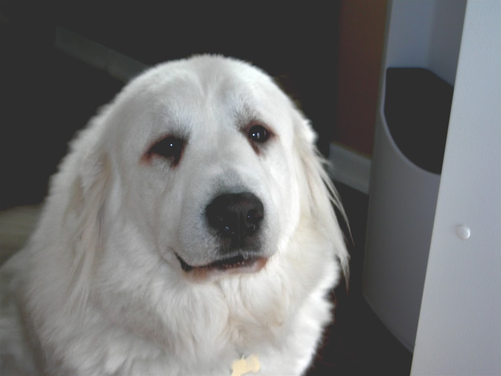 Harpaws Holistic Veterinary Services | 6464 St Andrews Way, Whistler, BC V0N 1B6, Canada | Phone: (604) 902-4886