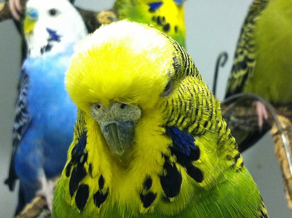 Pet O Pets - Mississauga & Burlington | mississauga, 3092 Mavis Rd, Mississauga, ON L5C 1T8, Canada | Phone: (844) 738-6738