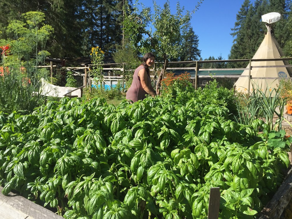 Beaufort Rainbow Farm | 9564 Somers Rd, Port Alberni, BC V9Y 8N9, Canada | Phone: (250) 735-0680