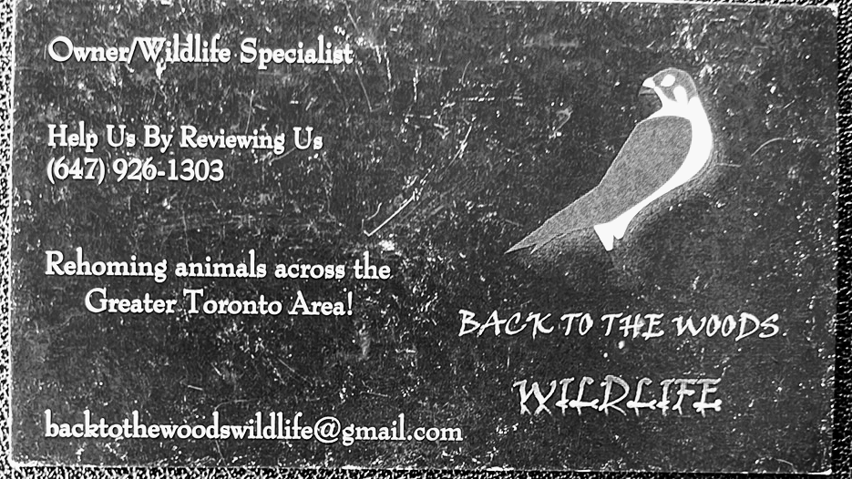 Back to the Woods Wildlife | 120 Terry Clayton Ave, Beaverton, ON L0K 1A0, Canada | Phone: (647) 926-1303