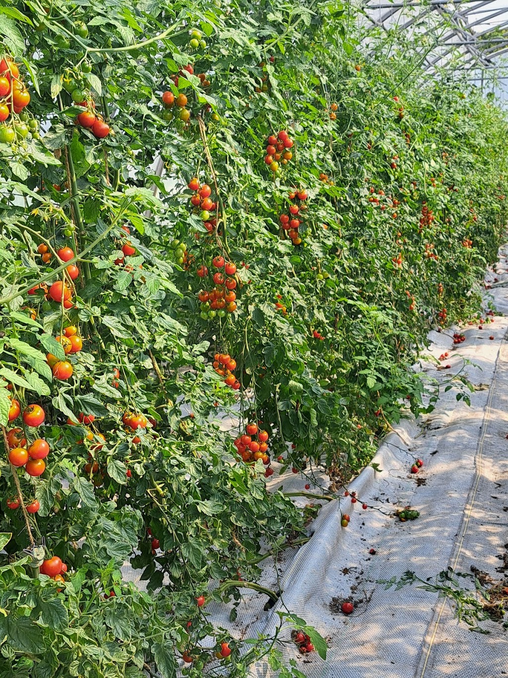 Simple Riches Organic Farm | 503781, Grey Rd 12, Markdale, ON N0C 1H0, Canada | Phone: (226) 568-1403
