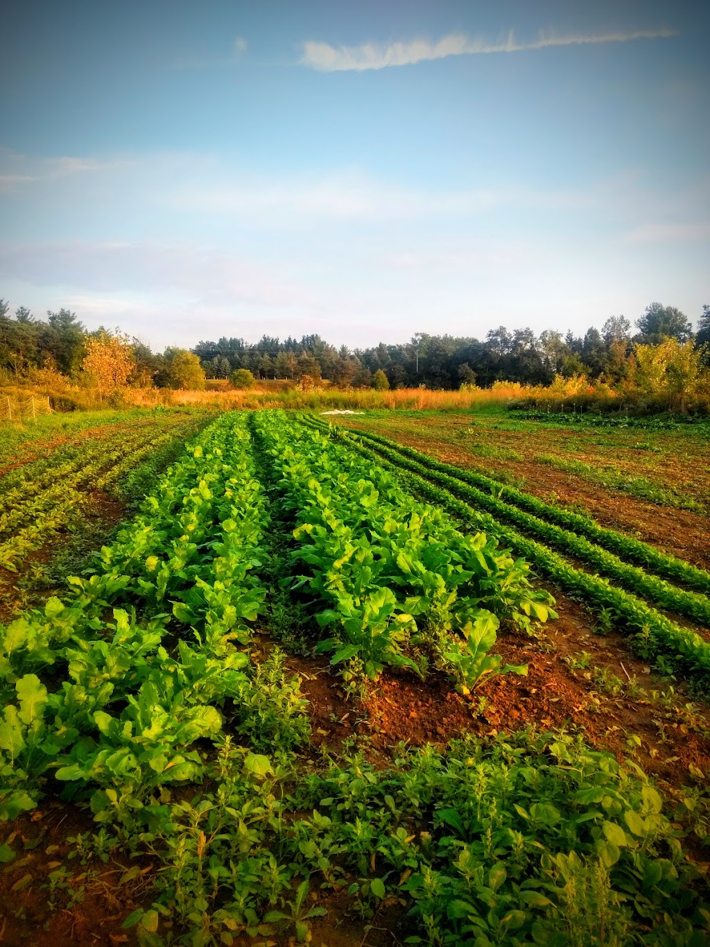 Manorun Organic Farm | 782 Hamilton Regional Rd 52, Lynden, ON L0R 1T0, Canada | Phone: (905) 648-9608