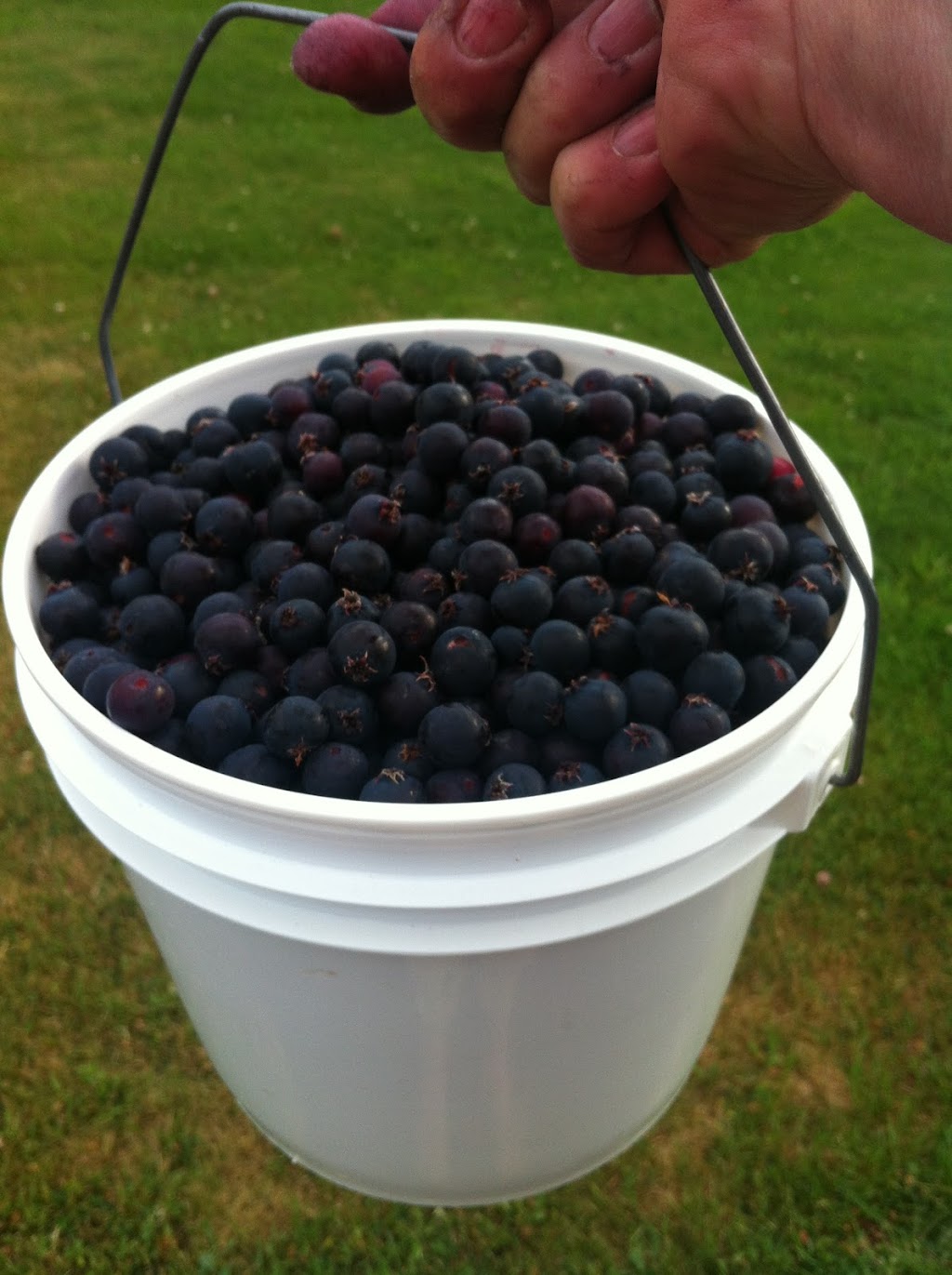 Saskatoon Berry Farm | 1245 Fisher Rd, Cobble Hill, BC V0R 1L4, Canada | Phone: (250) 743-9464