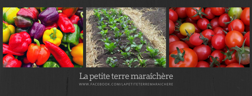 La petite terre maraîchère S.E.N.C. | 405 Chemin Bernier, Saint-Boniface, QC G0X 2L0, Canada | Phone: (819) 699-3085