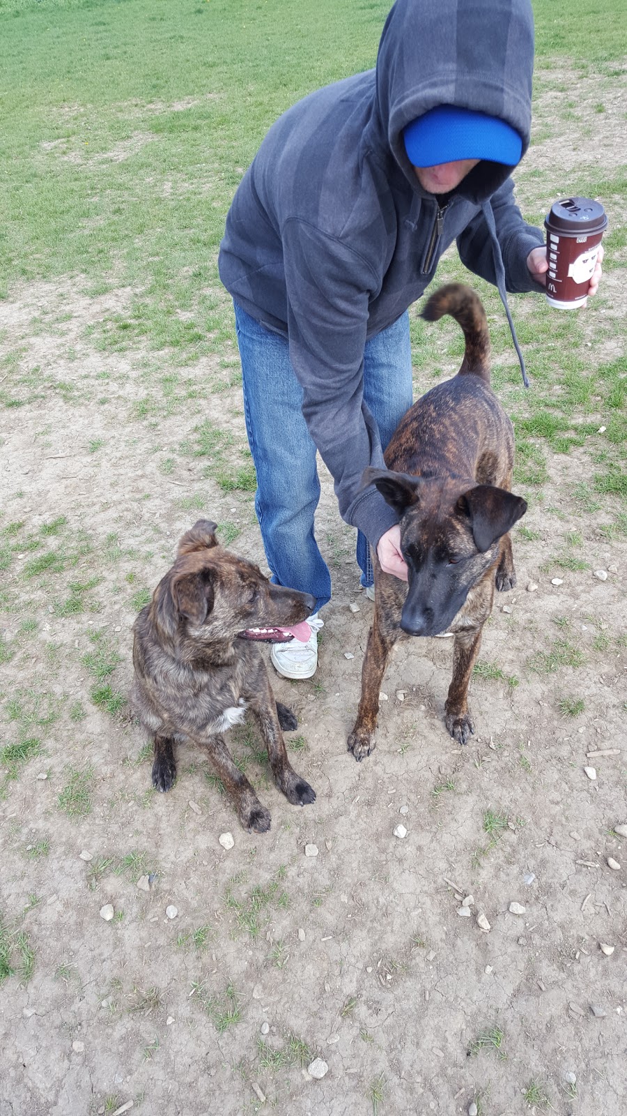 Stratford Dog Park | 159 Packham Rd, Stratford, ON N5A 6S4, Canada