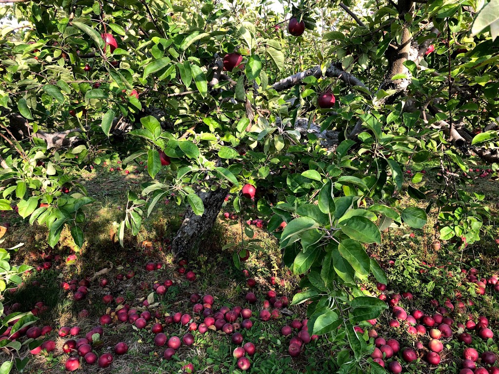 Willowbank U-Pick Farm | Starrs, 110 Starrs Point Loop, Port Williams, NS B0P 1T0, Canada | Phone: (902) 542-9153