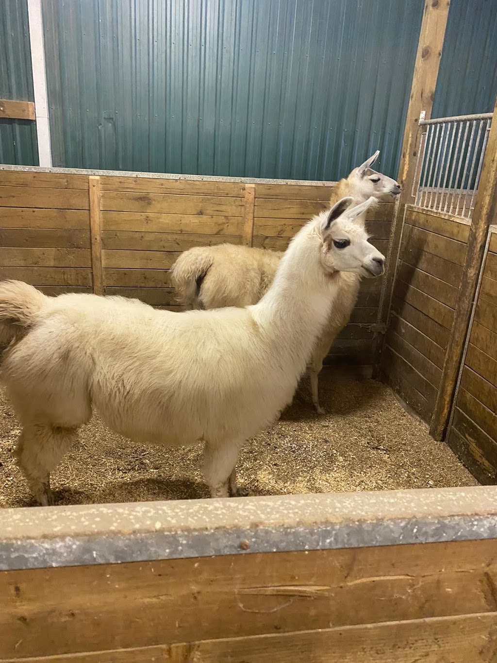 Eli Farms and Equestrian Club | 7345 Concession 1, Puslinch, ON N0B 2J0, Canada | Phone: (226) 343-2444