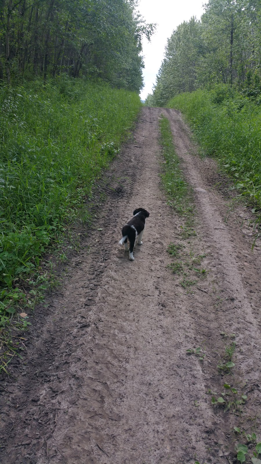 Bilby Natural Area | Range Rd 14, Onoway, AB T0E 1V0, Canada | Phone: (780) 960-8170