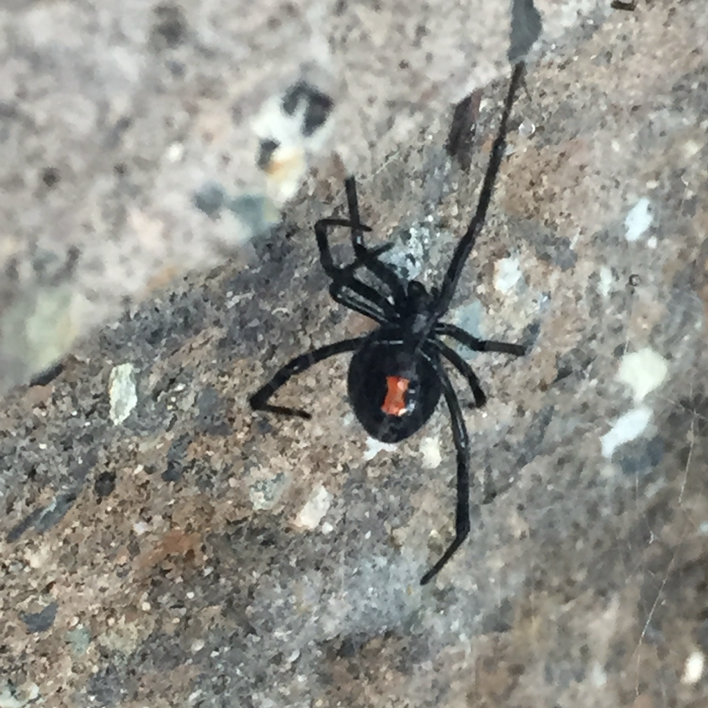 Vernon Spider Control | 110 Kalamalka Lake Rd, Vernon, BC V1T 7M3, Canada | Phone: (250) 938-2991