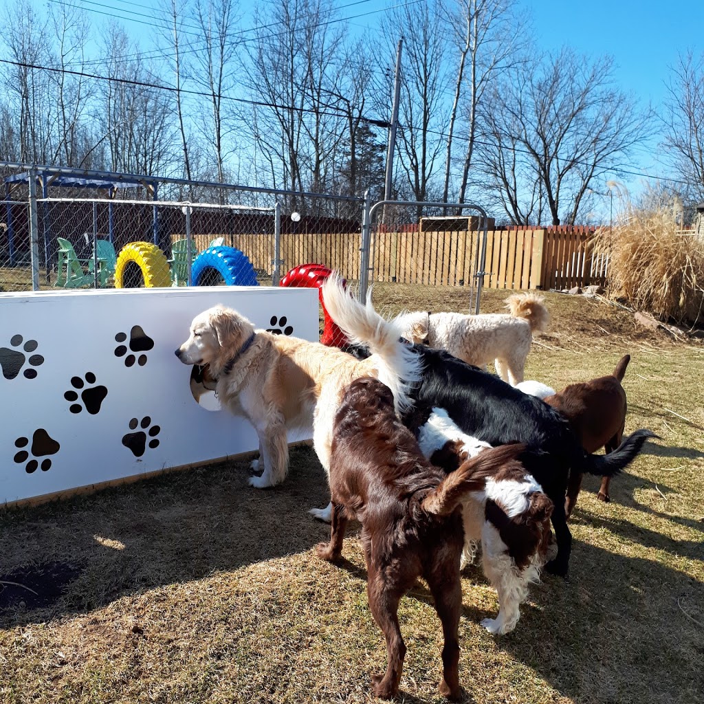 Chriss Dog Hotel No Cages Luxury Pet Resort | 1205 Moira St W, Belleville, ON K8R 1G1, Canada | Phone: (613) 968-4004