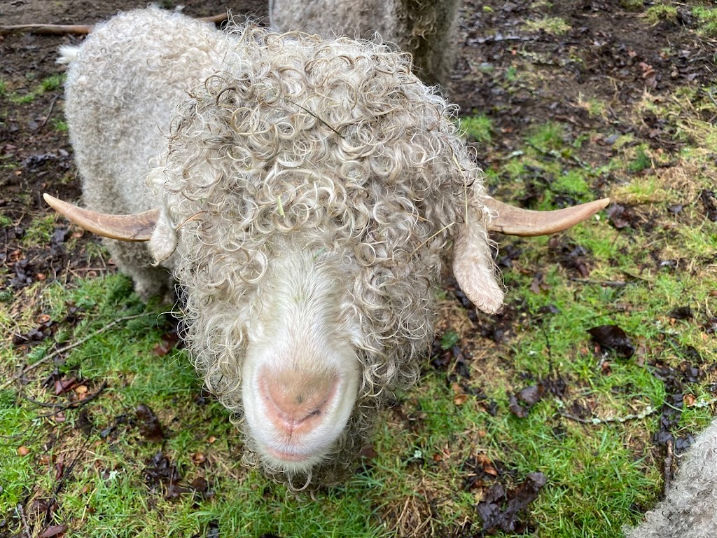 BerryHill Farm | Walkers Hook Rd, Salt Spring Island, BC V8K 1N5, Canada | Phone: (250) 221-0672