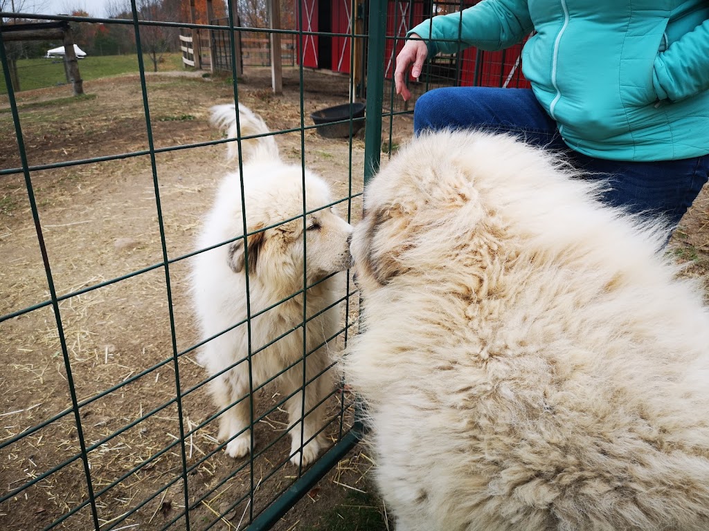 Twistlane Alpacas | 1570 Concession 3 Rd, Goodwood, ON L0C 1A0, Canada | Phone: (416) 818-7841