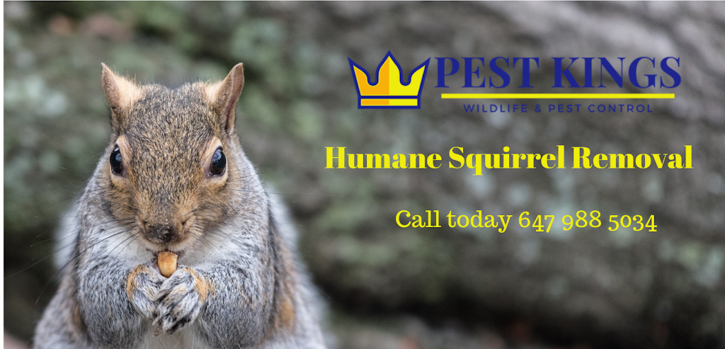 Pest Kings Wildlife & Pest Control | 30 Alphonsus Ct, Tottenham, ON L0G 1W0, Canada | Phone: (905) 406-0547