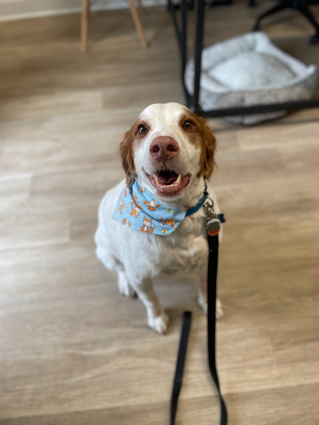 Cassies Dog Spa | 782 Rosedale Ave, Sarnia, ON N7V 2A1, Canada | Phone: (519) 312-1582