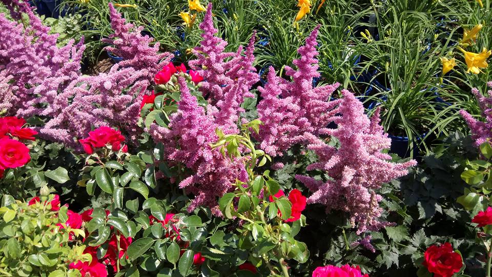 Doirons Landscaping & Gardening Centre | 2 Day Ave, Charlottetown, PE C1E 0E5, Canada | Phone: (902) 368-1666