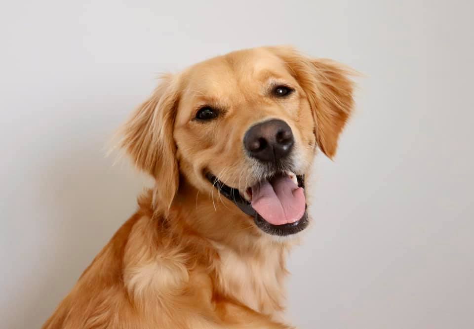 Animal Hospital Of Milton | 491 Main St E, Milton, ON L9T 1R1, Canada | Phone: (905) 878-8853