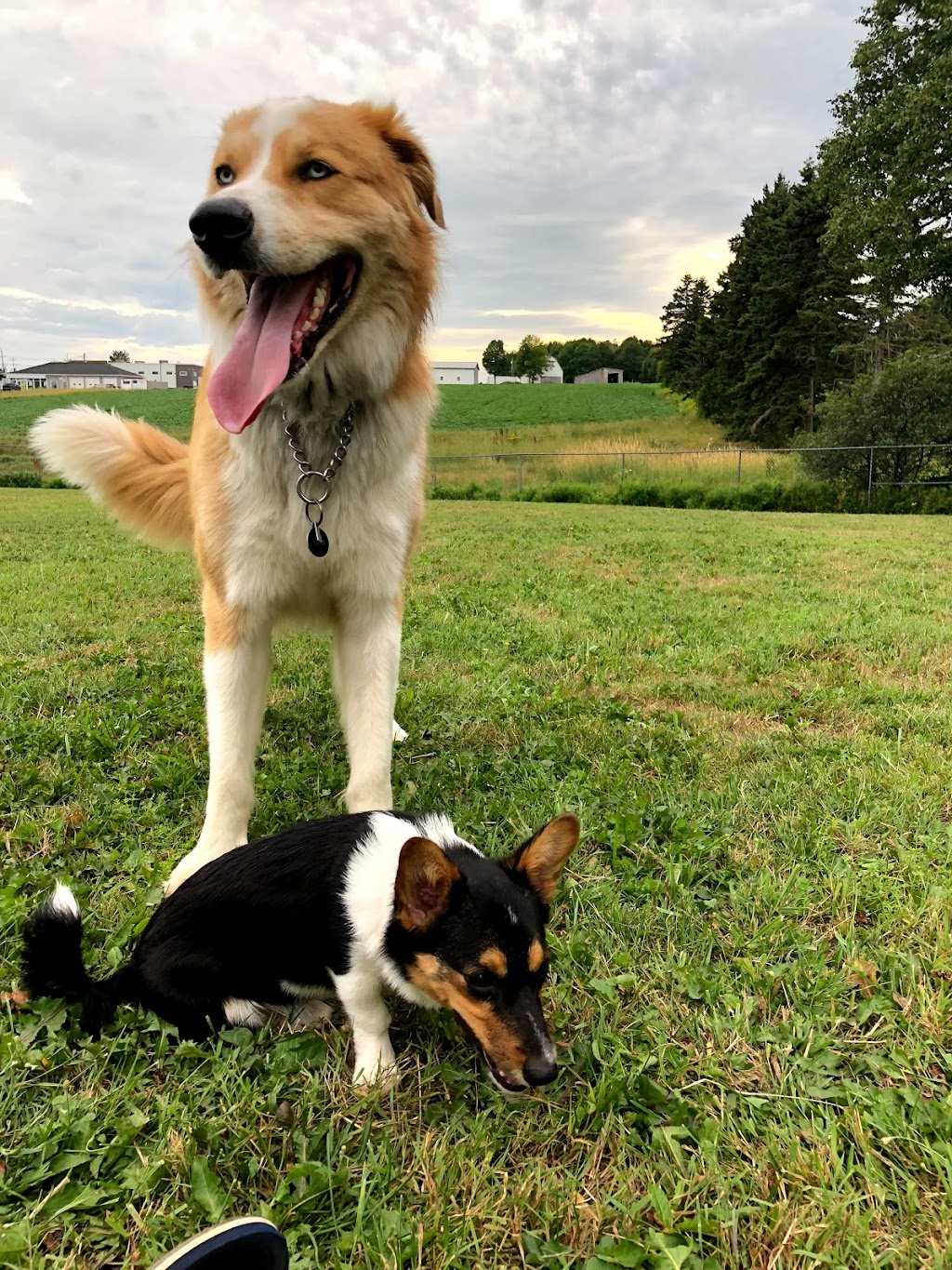 PEI Humane Society | PEI Humane Society, 309 Sherwood Rd, Charlottetown, PE C1E 0E5, mailing, 309 Sherwood Rd, Charlottetown, PE C1A 9E3, Canada | Phone: (902) 892-1190