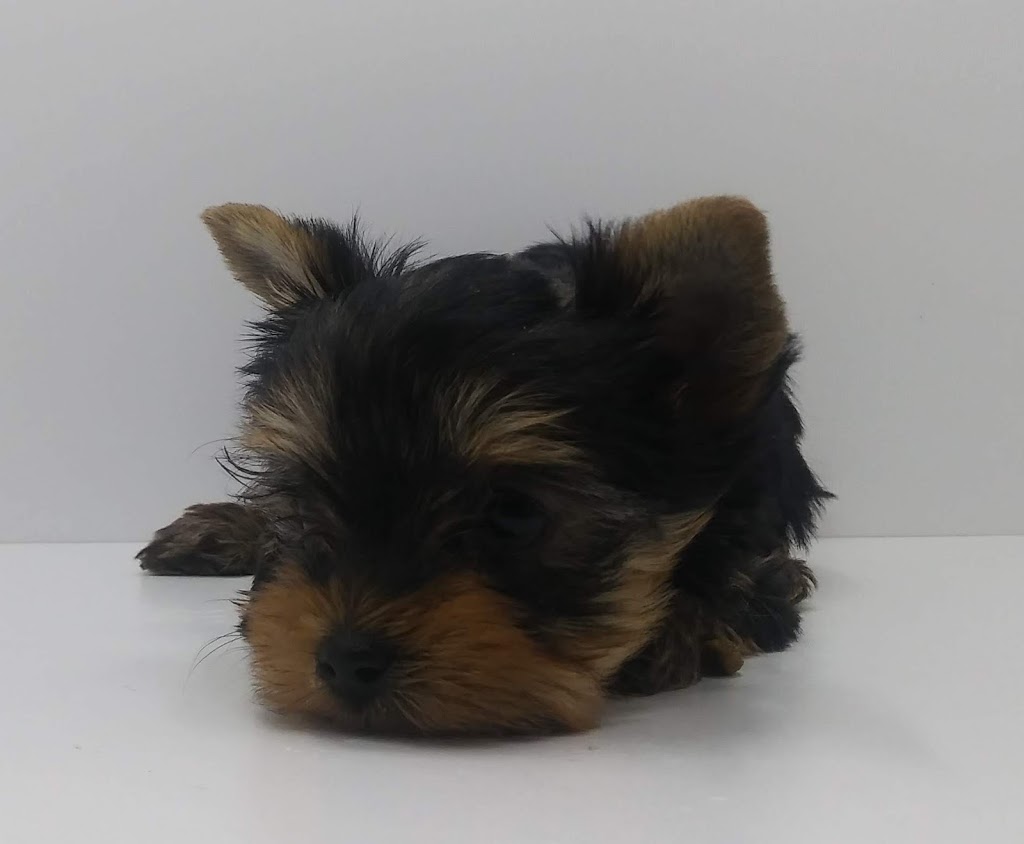 Clinique Veterinaire | 420 Rue Principale, Saint-Sauveur, QC J0R 1R4, Canada | Phone: (450) 227-3912