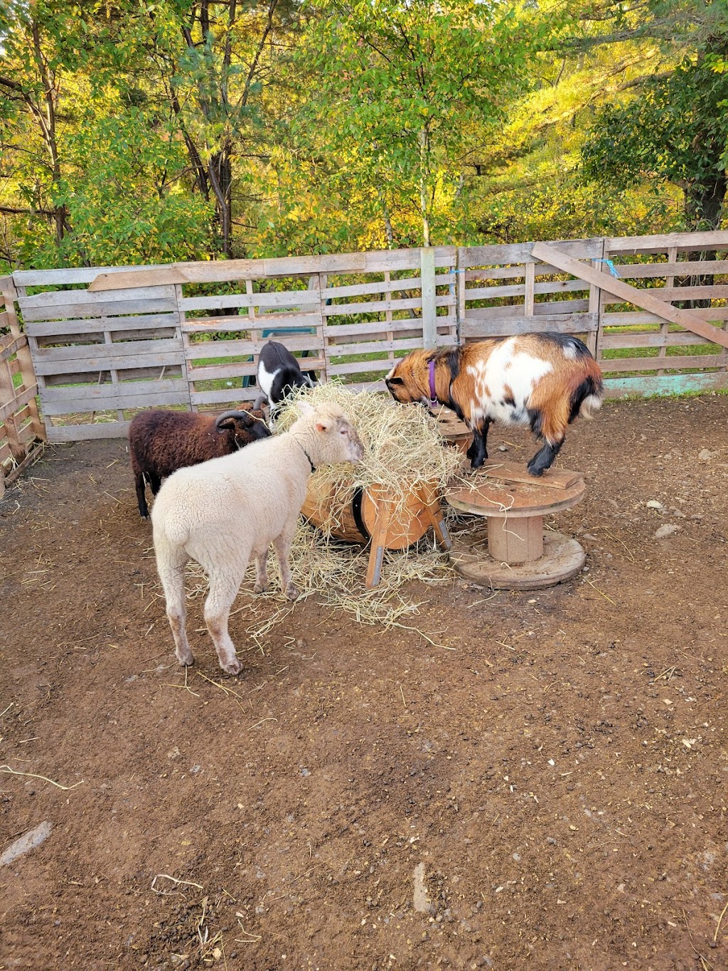 The Little Silly Goose Therapeutic Farm | 62 Station Road Extension, Western Shore, NS B0J 3M0, Canada | Phone: (902) 402-8443