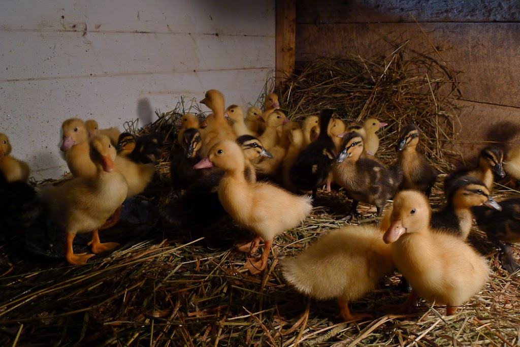 Cavaleiro Farm | 6905 18th Side Rd, Schomberg, ON L0G 1T0, Canada | Phone: (416) 729-6946