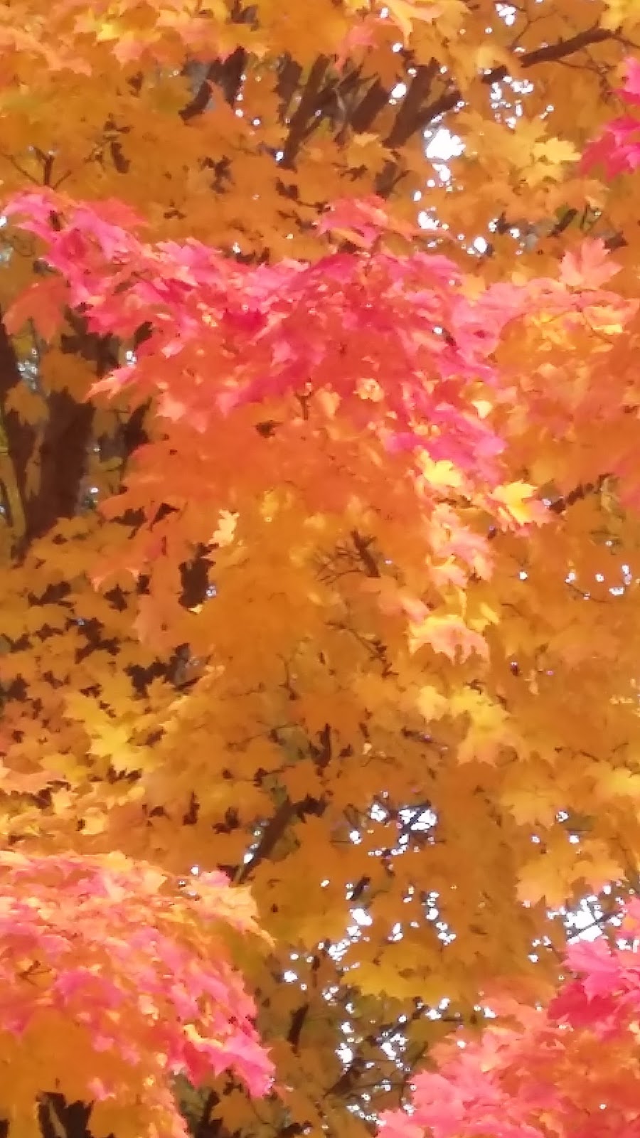Avian Woods Bed & Breakfast | 231 Front St W P227, Bobcaygeon, ON K0M 1A0, Canada | Phone: (705) 731-0331