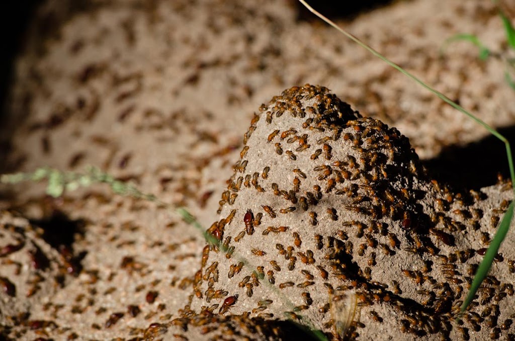New Westminster | Ants ,Bed Bugs,Rat ,Cockroach,Mice Exterminator| Pestzap | 829 13th St, New Westminster, BC V3M 5Z7, Canada | Phone: (778) 875-4770