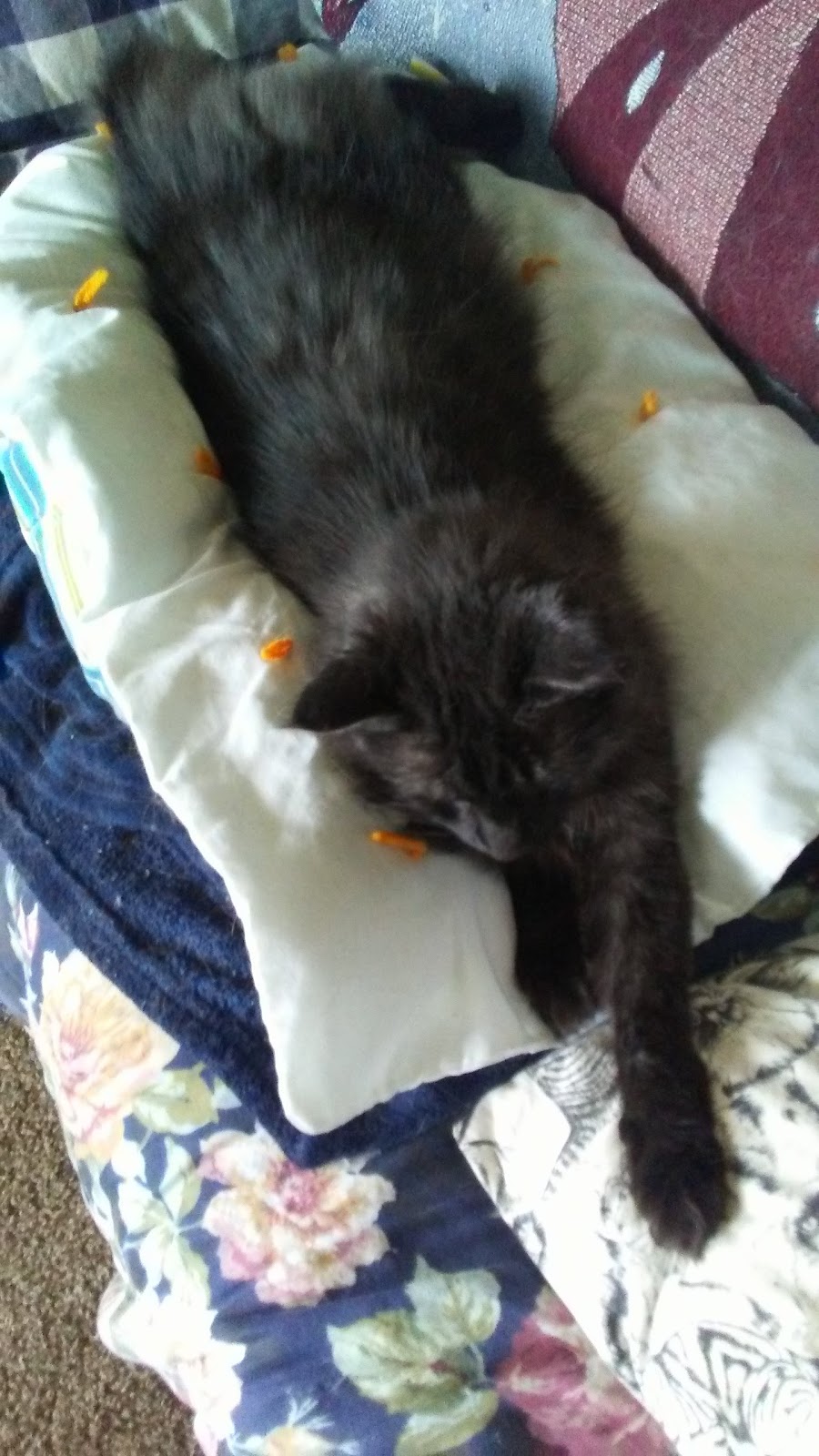 GrandView Animal Care Center | 2409 Union Rd, Cheektowaga, NY 14227, USA | Phone: (716) 608-6383