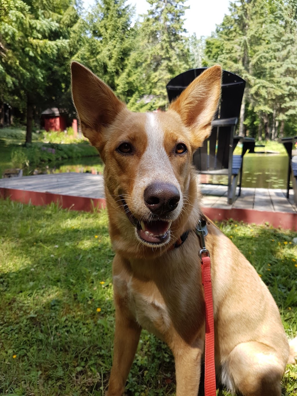 Smith Canine Academy | 82 Woodlawn Rd W, Guelph, ON N1H 1B2, Canada | Phone: (519) 240-4497