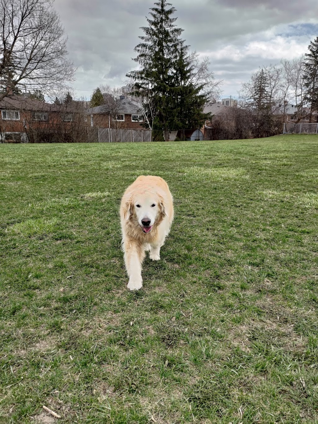 North York Dog Walker - Puppy Training - Pet Boarding | 15 Field Sparroway, North York, ON M2H 3B6, Canada | Phone: (647) 709-6479