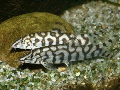 Aza Aquarium | 8050 Boulevard Taschereau, Brossard, QC J4X 1C2, Canada | Phone: (450) 671-3113