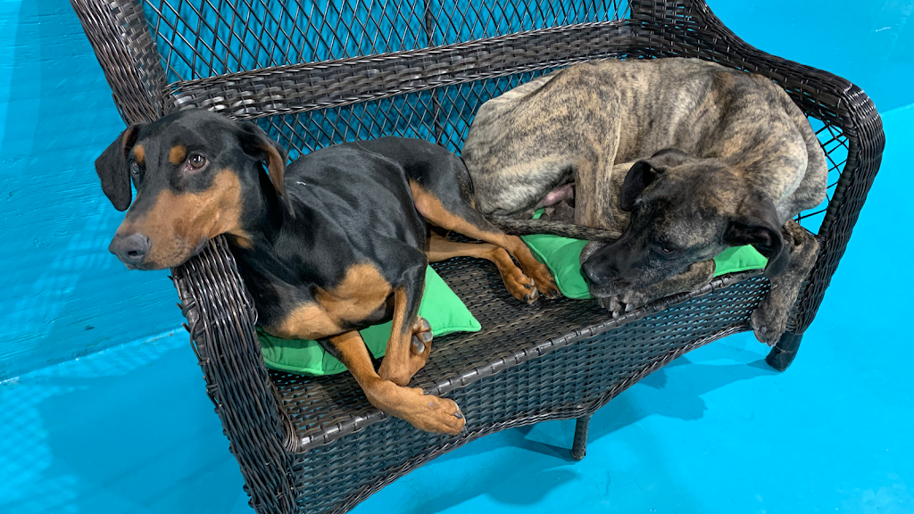 Posh Pooch Hotel and Daycare | 9402 31 Ave NW, Edmonton, AB T6N 1C4, Canada | Phone: (780) 435-3115