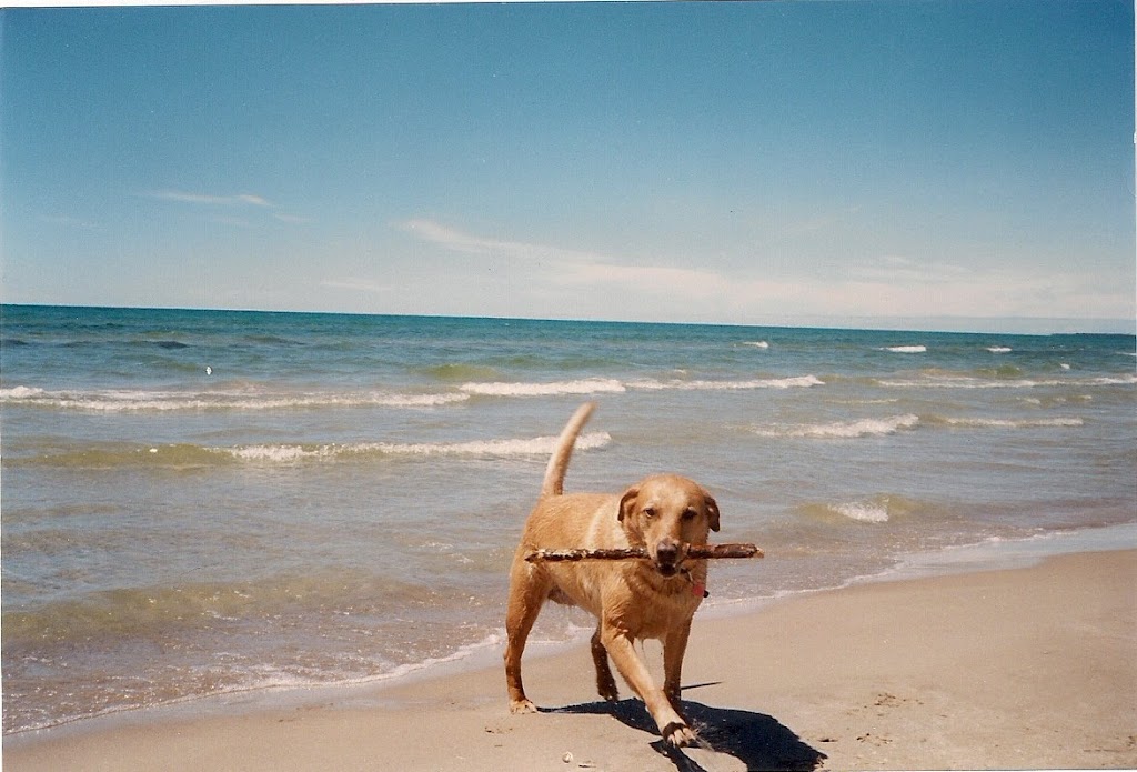 Annes Pet Sitting Service | 2589 8th Ave E, Owen Sound, ON N4K 6V2, Canada | Phone: (519) 379-3326
