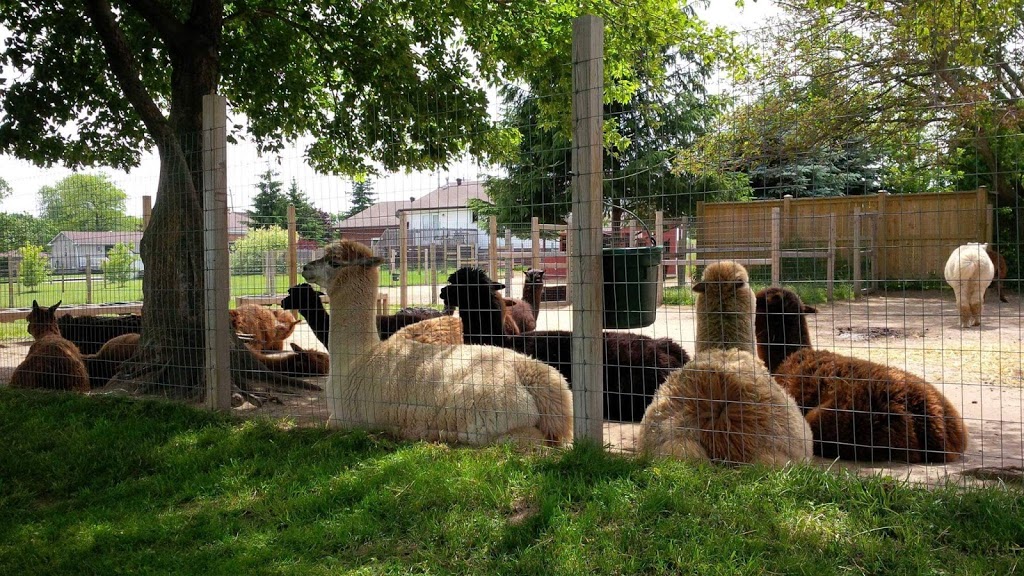 South West Alpacas | 24 King St N, Scotland, ON N0E 1R0, Canada | Phone: (888) 830-8688