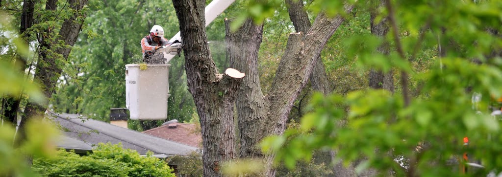 Shady Expert Tree Care | 17468 Warden Ave., Newmarket, ON L3Y 4W1, Canada | Phone: (905) 830-0081