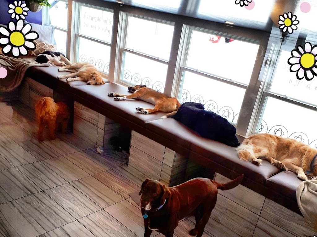 Chriss Dog Hotel No Cages Luxury Pet Resort | 1205 Moira St W, Belleville, ON K8R 1G1, Canada | Phone: (613) 968-4004