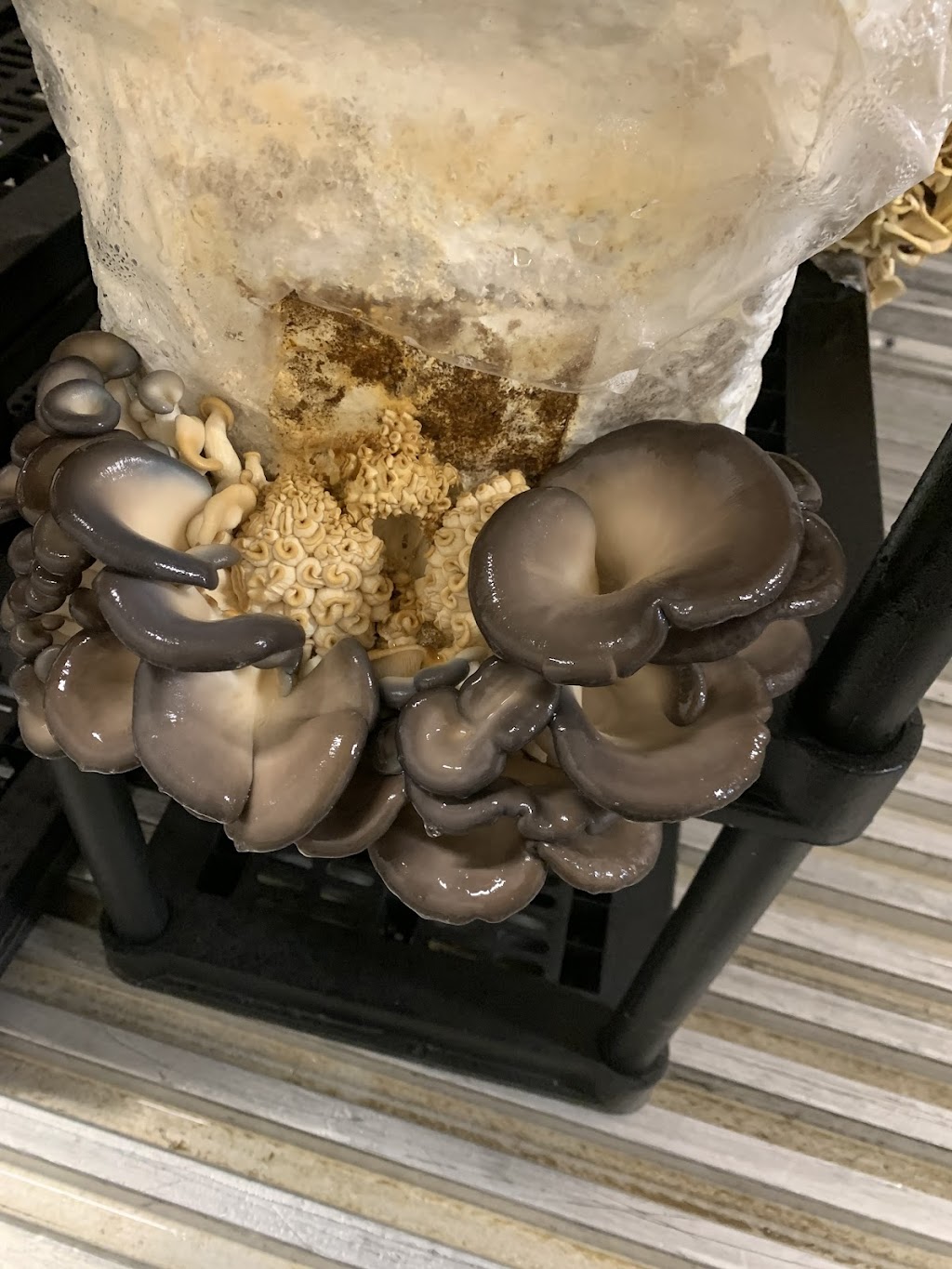 portperrymushrooms | 2360 Puckrin Dr, Seagrave, ON L0C 1G0, Canada | Phone: (416) 509-7127