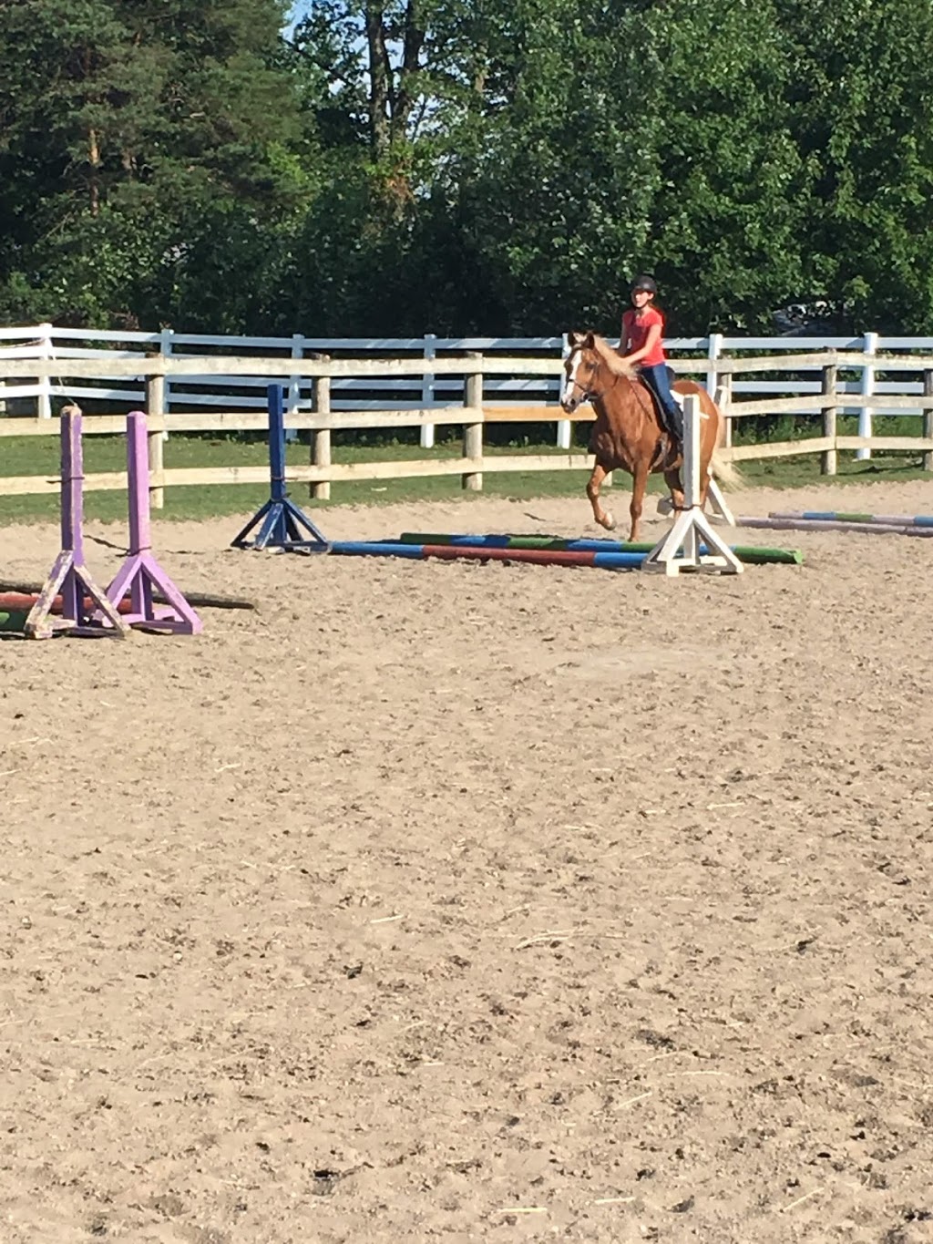 Dukeries Arabian Horse Farm | 3656 London Line, Plympton-Wyoming, ON N0N 1T0, Canada | Phone: (519) 845-3538