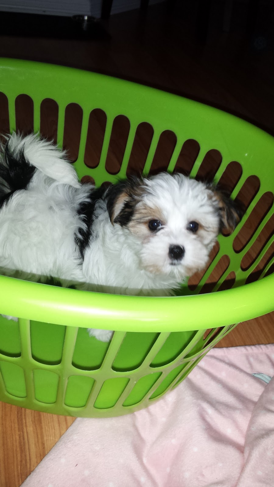 Purdypuppy | 6090 10 Sideroad, Cookstown, ON L0L 1L0, Canada | Phone: (905) 830-2290