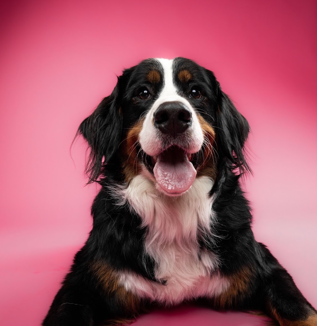 Oh, For the Love of Dog Studio | 3749 Donnelly Dr, Kemptville, ON K0G 1J0, Canada | Phone: (613) 889-0157